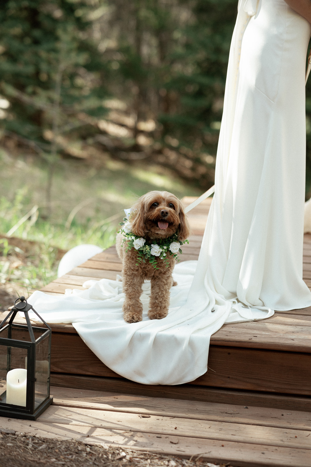 dog at small Colorado wedding at Juniper Lodge & Treehouses